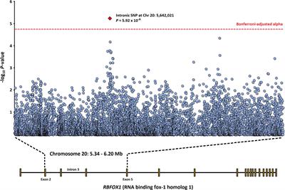 Whole Genome Sequence Data From Captive Baboons Implicate RBFOX1 in Epileptic Seizure Risk